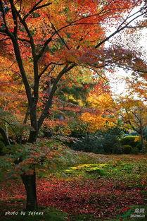 枫红层层,枫红层层映秋韵 第1张 枫红层层,枫红层层映秋韵 第1张