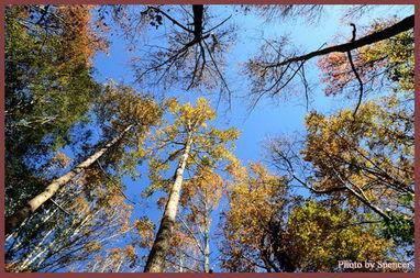 枫红层层,枫红层层映秋韵 第3张 枫红层层,枫红层层映秋韵 第3张