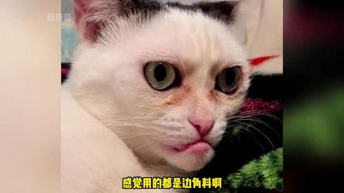 奇怪的猫咪,揭秘神秘猫咪的奇幻之旅