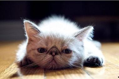 奇怪的猫咪,揭秘神秘猫咪的奇幻之旅  第3张