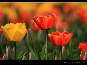 春天里的郁金香,郁金香色彩斑斓的春天颂歌