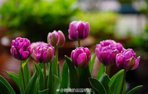 春天里的郁金香,郁金香色彩斑斓的春天颂歌  第2张