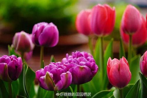 春天里的郁金香,郁金香色彩斑斓的春天颂歌  第3张