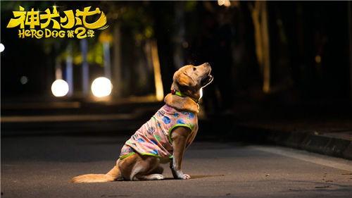 神犬小七 第二季,忠诚守护，勇闯天涯