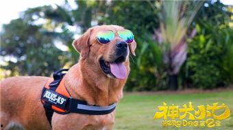 神犬小七 第二季,忠诚守护,勇闯天涯 第3张 神犬小七 第二季,忠诚守护,勇闯天涯 第3张