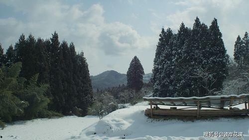 小森林 冬春篇,冬春篇——四季轮回中的温馨田园生活  第2张