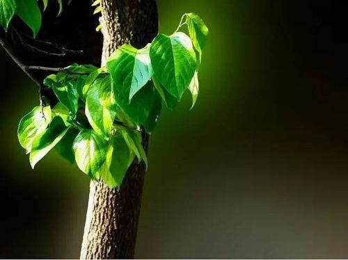 绿叶对根的情意,自然界的无私奉献与相互依存  第3张